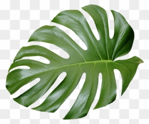 Tropical Leaf Plant Aesthetic Ftestickers Freetoedit - Tropical Leaves ...