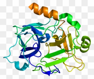 High Molecular Weight Kininogen Structure - Free Transparent PNG ...