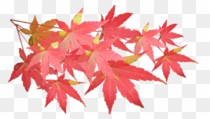 Leaves, Maple, Branch, Autumn, Fall, Nature, Tree - Maple