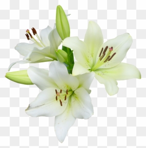 Easter Lily Flower Stock Photography Clip Art - Easter Lily Clipart ...