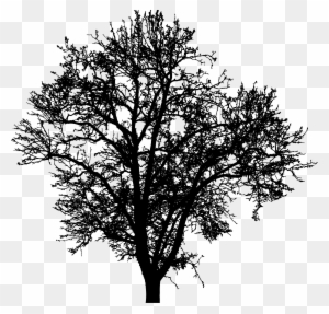 Tree Silhouette 4 - Arbol Silueta - Free Transparent PNG Clipart Images ...