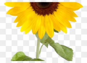 Download Sunflower Clipart Transparent Background Clipartxtras Sunflower Invisible Background Free Transparent Png Clipart Images Download