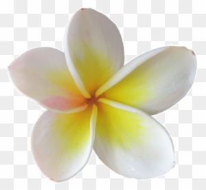 Plumeria Clipart, Transparent PNG Clipart Images Free Download - ClipartMax