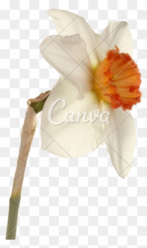 Single Flower Of A Daffodil Cultivar - Cultivar - Free Transparent PNG ...