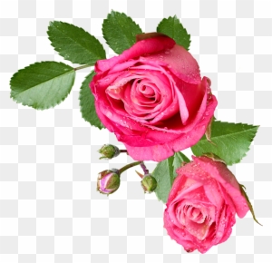 Pink Rose With Leaf - Flores Sin Fondo Png - Free Transparent PNG Clipart Images Download
