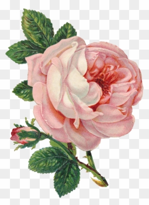 Vintage Pink Rose Png Cut Out From An Old Postcard - Vintage Pink Rose ...