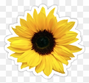 Sunflower Png Tumblr Sunflower Png Tumblr - Wedding - Free Transparent ...