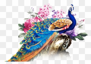 Peafowl Rangoli Graphic Design - Peacock Background - Free Transparent PNG  Clipart Images Download