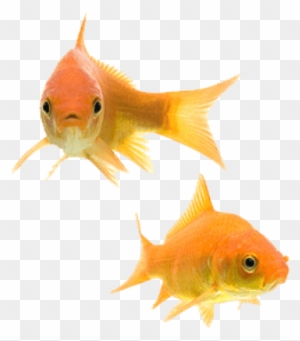 transparent background gold fish png free transparent png clipart images download transparent background gold fish png