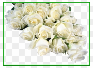 hd wallpapers of flowers of white rose