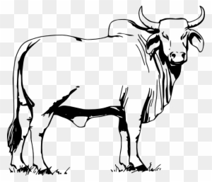 Bull Clipart, Transparent PNG Clipart Images Free Download - ClipartMax