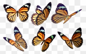 Monarch Butterfly Drawing Color Photography - Mariposas Naranjas Con ...