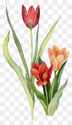 Tulip Flower Drawing - Tulip Line Drawing - Free Transparent PNG ...
