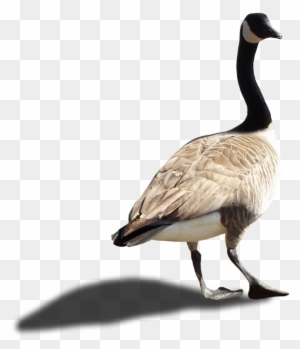 Animals Canadian Goose No Background Free Transparent PNG Clipart Images Download