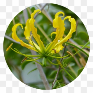 Honeysuckle ஆம்பல் மலர் Flame Lily Vine Plant Stem - Fire Lilies