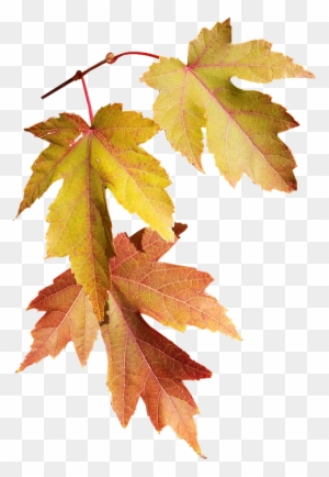 Leaves, Autumn, Fall, Nature, Season, Tree - Autumn