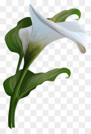 calla lily black and white clipart flower
