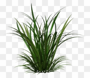 Citronella Oil , Citronella Oil Uses And Benefits, - Tall Grass Png ...