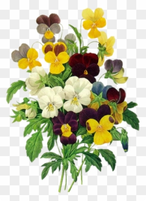 Kwiaty - - Pierre Joseph Redoute Pansies - Free Transparent PNG Clipart ...