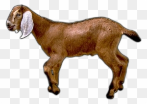 Boer Goat Caprinae Sheep Mountain Goat - Goats Cant Have Just One ...