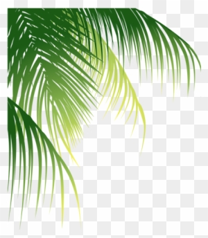 Leaf Arecaceae Euclidean Vector Coconut - Coconut Leaves Png - Free ...