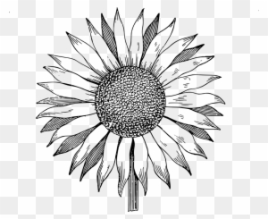 Sunflower Clipart Black And White, Transparent PNG Clipart Images Free ...