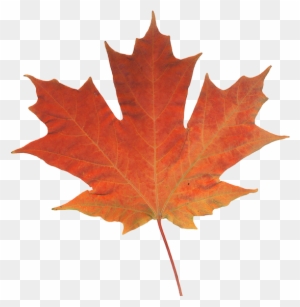 Offices Across Western Canada - Fall Leaf - Free Transparent PNG ...