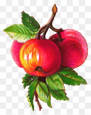 Fruit Clipart Victorian - Victorian Apples - Free Transparent PNG ...