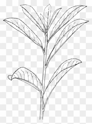 Plant With Roots Clipart, Transparent PNG Clipart Images Free Download