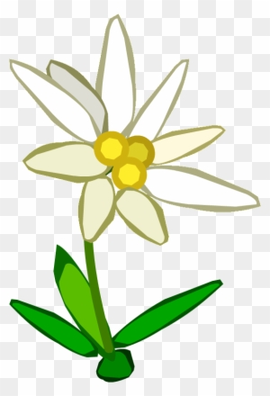 Edelweiss Flower Clip Art Edelweiss Flower Clip Art - Edelweiss Flower ...