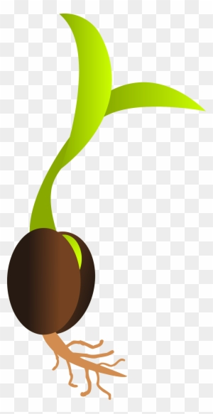 Seed Seedling Sapling Tree Free Transparent Png Clipart Images Download