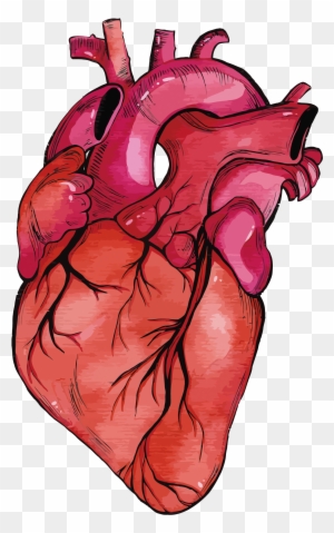 Cartoon Heart - Realistic Heart Clipart - Free Transparent Png Clipart 