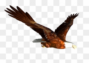 Eagles Clipart Free Download Transparent Png Clipart Images Free Download Page 2 Clipartmax - how to be a giant bald eagle in robloxian highschool youtube