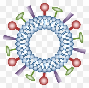 antigen clipart sun