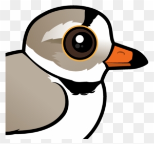 About The Piping Plover - Cartoon Piping Plover - Free Transparent PNG ...