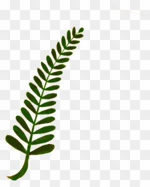 fern leaf clip art