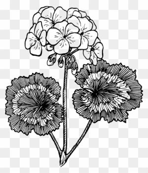 red geraniums clip art