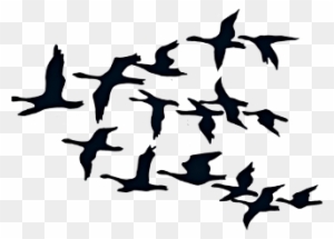 Geese Migration Clipart Picsart - Canada Goose Png Clip Art - Free ...