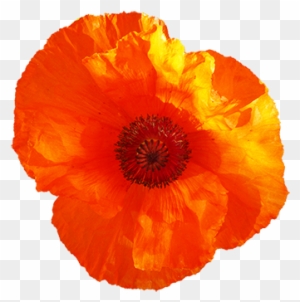 Common Poppy Flower Remembrance Poppy PNG - california poppy, clip art,  common poppy, coquelicot…