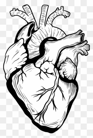 Realistic Heart, Real Internal Organ. Anatomical Realism. Inner Human Body  Part With Veins, Aortas, Detailed Drawing In Retro Style. Anatomy  Hand-drawn Vector Illustration Isolated On White Background Royalty Free  SVG, Cliparts, Vectors,