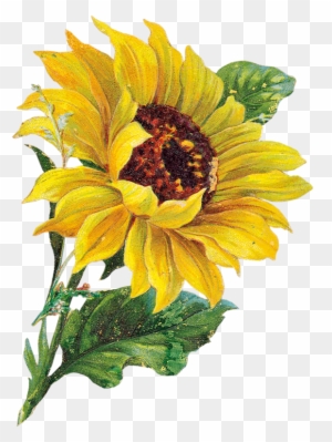 Vintage Sunflower Cliparts - Have A Nice Weekend - Free Transparent PNG ...