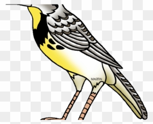 meadowlark bird singing clipart