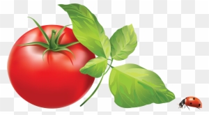 tomato clipart transparent png clipart images free download clipartmax tomato clipart transparent png clipart