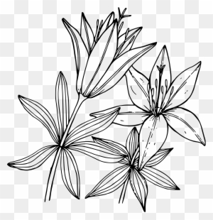 Tiger Lily Flower Drawing Water Lilies Tattoos Designs - Draw A Tiger ...