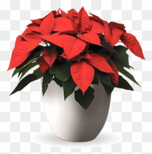 potted poinsettia clip art