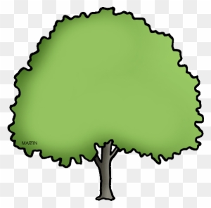 Pecan Tree Clipart - Texas State Tree Pecan - Full Size PNG Clipart ...