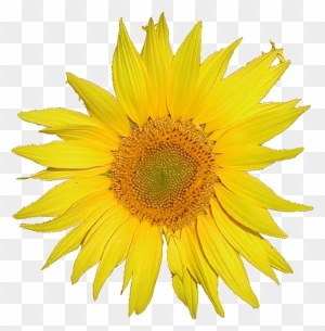 Description Mediawiki Logo Sunflower Tournesol 5x Png - Sunflower White ...