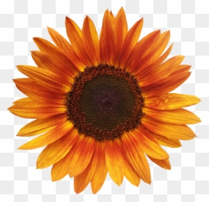 Sunflowers Cliparts 18, - Sunflower Orange - Free Transparent PNG ...