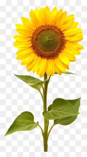 Sunflower Clipart Transparent Png Clipart Images Free Download Page 2 Clipartmax