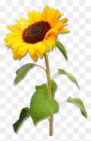 Free Free 311 Vector Clipart Sunflower Png SVG PNG EPS DXF File